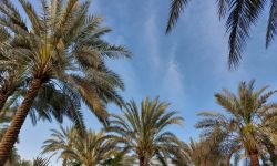 العراق يتصدر العالم بعدد النخيل